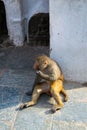 Vertical shot of a monkey sitting on the floor of the Money Temple in Kathmandu, Nepal Royalty Free Stock Photo