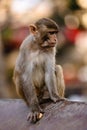 Vertical shot of a monkey at Swayambhunath Stupa Monkey Temple. Kathmandu, Nepal Royalty Free Stock Photo