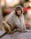 Vertical shot of a monkey at Swayambhunath Stupa Monkey Temple. Kathmandu, Nepal Royalty Free Stock Photo