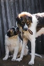 Vertical shot of a Moscow Watchdog dog with a puppy