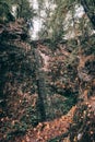 Vertical shot of the moss-covered cliffs captured in a forest Royalty Free Stock Photo