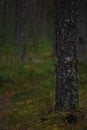 Vertical shot of a moss-covered tree trunk in an old-growth forest Royalty Free Stock Photo