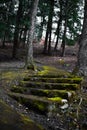 Vertical shot of mossy stairs in a park Royalty Free Stock Photo