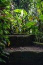 Vertical shot of the mossy stairs surrounded by green plants