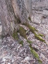Vertical shot of a mossy tree. Bruce Trail Royalty Free Stock Photo