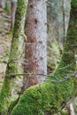 Vertical shot of the mossy tree trunks in the forest Royalty Free Stock Photo