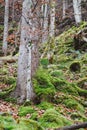 Vertical shot of the mossy tree trunks in the forest Royalty Free Stock Photo