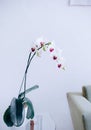 Vertical shot of moth orchid flowers in a white plant pot on a glass table indoor Royalty Free Stock Photo