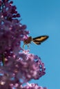 Vertical shot of a moth trying to drink the nectar of a lilac syringa flower Royalty Free Stock Photo