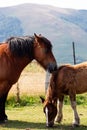 Vertical shot of a mother horse taking care of its foal grazing in the meadow on a sunny day Royalty Free Stock Photo