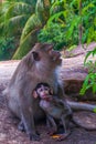 Vertical shot of a mother monkey protecting her baby in the jungle Royalty Free Stock Photo