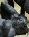 Vertical shot of a mountain gorilla lying on the ground and relaxing in a zoo Royalty Free Stock Photo