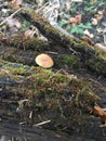Vertical shot of a mushroom on the moss covered tree trunk in a forest Royalty Free Stock Photo