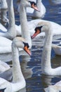 Vertical shot of mute swans on the water at Abbotsbury swannery