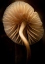 Vertical shot of a Mycena sanguinolenta, known as the bleeding bonnet against a dark background