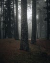 Vertical shot of a mystical foggy forest in Ogre Zilie Kalni Nature Park, Latvia