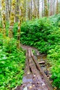 Vertical shot of a narrow muddy road partly covered with woods in the forest Royalty Free Stock Photo