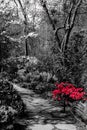 Vertical shot of narrow path through the garden with monochrome plants and bright red rose bush