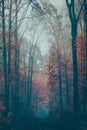 Vertical shot of a narrow path in a mysterious autumn forest on a foggy weather Royalty Free Stock Photo