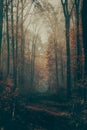 Vertical shot of a narrow path in a mysterious autumn forest on a foggy weather Royalty Free Stock Photo