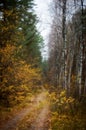 Vertical shot of a narrow pathway in a forest covered in dry leaves in autumn Royalty Free Stock Photo