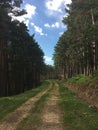 Vertical shot of a narrow pathway in the forest under a blue sky Royalty Free Stock Photo
