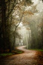 Vertical shot of a narrow pathway in the forest under the sunlight Royalty Free Stock Photo