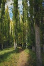 Vertical shot of a narrow pathway of a green forest in sunlight