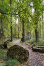 Vertical shot of a narrow pathway of a green forest in sunlight