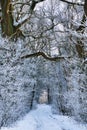 Vertical shot of a narrow walk path between leafless trees fully covered in snow