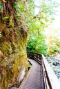 Vertical shot of a narrow wooden boardwalk surrounded by trees and green plants Royalty Free Stock Photo