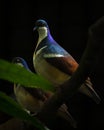 Vertical shot of a Negros bleeding-heart pigeon perched on a branch Royalty Free Stock Photo