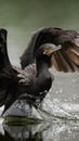 Vertical shot of a Neotropical Cormorant landing in a lake with a splash in California, USA.