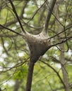 Vertical shot of a nest of tent caterpillars hanging in a tree