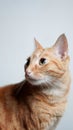 Vertical shot of a Nice orange tabby cat posing with a white background Royalty Free Stock Photo