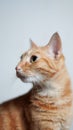 Vertical shot of a Nice orange tabby cat posing with a white background Royalty Free Stock Photo