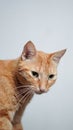 Vertical shot of a Nice orange tabby cat posing with a white background Royalty Free Stock Photo