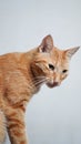 Vertical shot of a Nice orange tabby cat posing with a white background Royalty Free Stock Photo