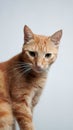 Vertical shot of a Nice orange tabby cat posing with a white background Royalty Free Stock Photo