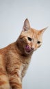 Vertical shot of a Nice orange tabby cat posing with a white background Royalty Free Stock Photo