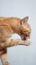 Vertical shot of a Nice orange tabby cat posing with a white background Royalty Free Stock Photo