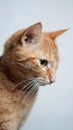 Vertical shot of a Nice orange tabby cat posing with a white background Royalty Free Stock Photo