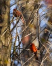 Vertical shot of Northern cardinal birds perched on tree branches Royalty Free Stock Photo