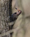 Vertical shot of a Northern Flicker perched on a tree in a field