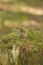 Vertical shot of an Odal rune, an ancient Germanic letter inscribed on a stone on a tree stump