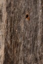 Vertical shot of an old, aged and weathered wood with a hole in it