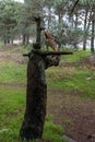 Vertical shot of an old dead weathered pine tree trunk in the forest during the daytime Royalty Free Stock Photo