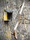 Vertical shot of an old rustic birdhouse hanging from a tree with yellow paint splash on it