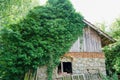 Vertical shot of an old and weathered house covered in growing green ivy leaves Royalty Free Stock Photo