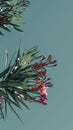 Vertical shot of the Oleander flowers and buds blooming on tree branch against blue sky Royalty Free Stock Photo